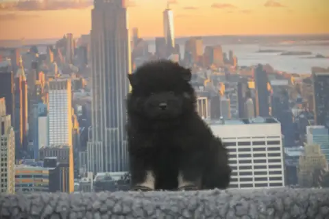 Eurasier  Miss Noire Et Feu Du Royaume D'Ebène photo 3