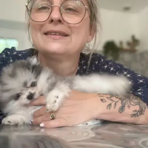 Spitz Nain Bleu Merle
