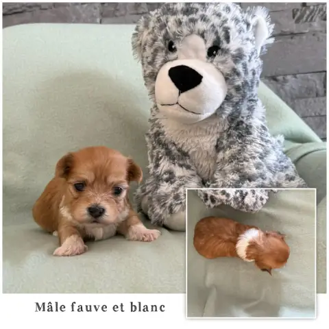 Bichon Havanais  Mâle Fauve Et Blanc 1 Des Terres De  6818b