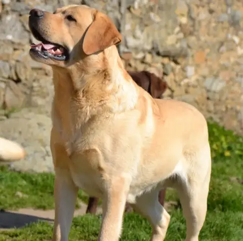 Labrador Retriever  M2 Du Perrier De Largeron photo 2
