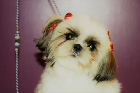 Shih Tzu  Chiot N°2 Du Moulin De Madjurie photo 3