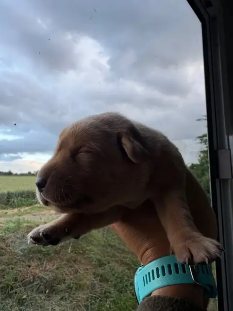 Labrador Retriever  Chiot N°1 De La Mare De L’Oraille 51aa7