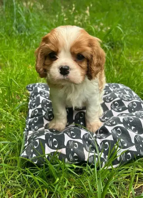 Cavalier King Charles Spaniel  Male 2 Des Terres De D 65727
