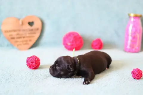 Staffordshire Bull Terrier  Chiot 2 Of The Fara Famil 6f2b4 photo 2