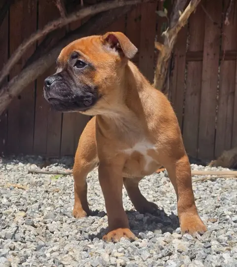 Staffordshire Bull Terrier  Chiot N°6 De La Furia Roj b8315 photo 2