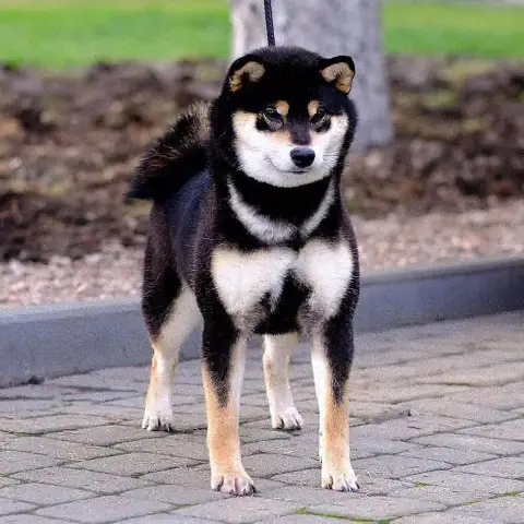 Shiba photo 3