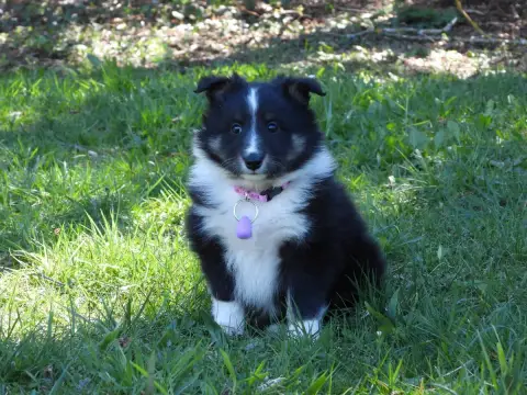 Shetland Sheepdog  Chiot N°4 Du Sapin Vert