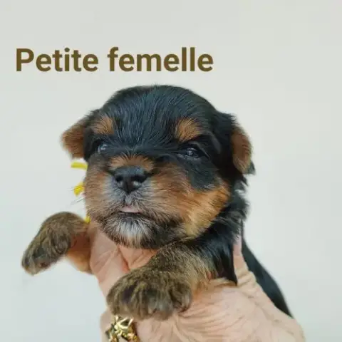 2  Femelles  Yorkshire Terrier