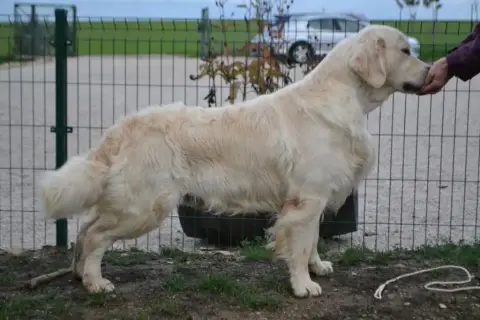 Golden Retriever  Bandit De La Tombée De La Nuit photo 3