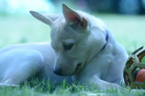 Australian Kelpie  Chiot 9 Gilds- photo 3