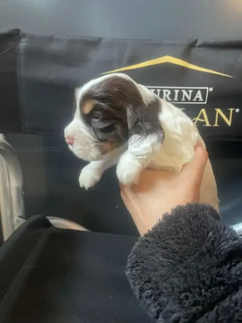 Cocker Spaniel Anglais  Chiot N°2 Des Joyaux Du Petit d3982 photo 2