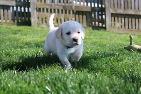 Labrador Retriever  Collier Bleu Clair Of The Little  ad630 photo 3