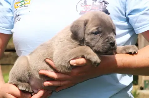 Cane Corso  Chiot N°3 photo 3