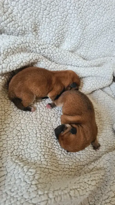 Shiba  Chiot 2 Of The Fara Family photo 2