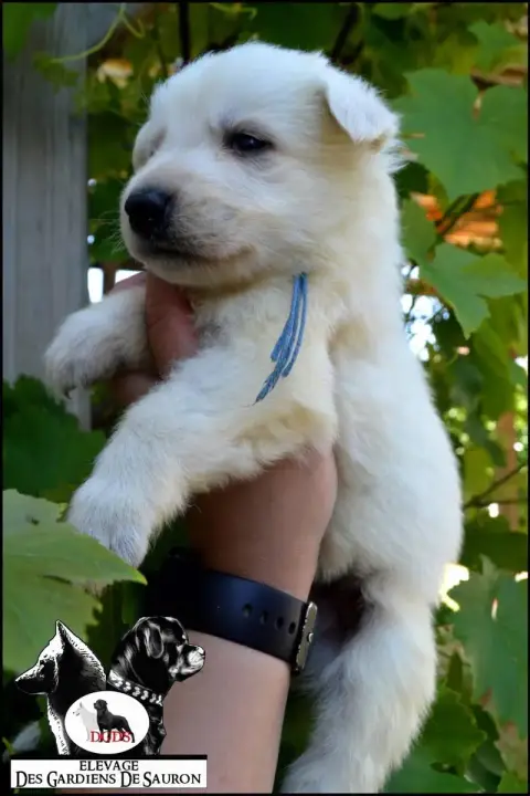 Berger Blanc Suisse photo 3