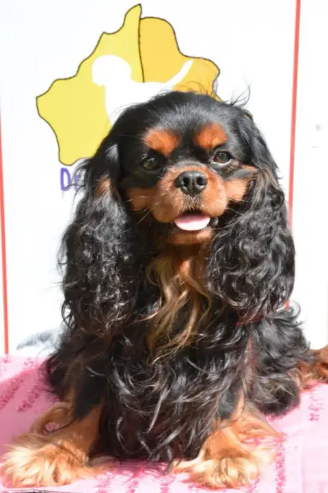 Cavalier King Charles Spaniel  Chiot N°4 Of Rapsody Q ca4a7 photo 3