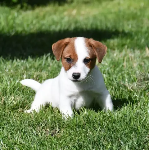 Jack Russell Terrier photo 2