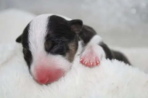 Bull Terrier Miniature  Chiot N°4 De L'Eternel De Gay ce5ee