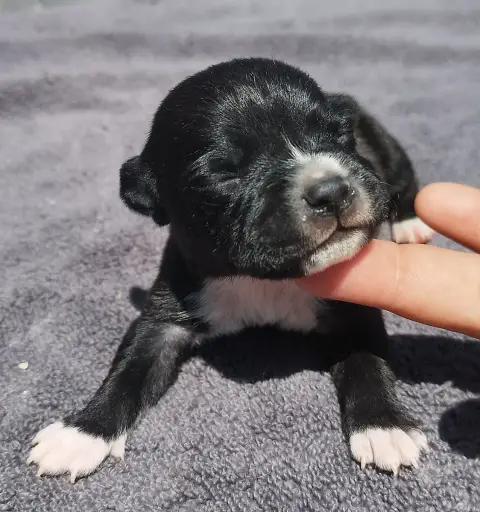 Staffordshire Bull Terrier 
                        C 044b8
