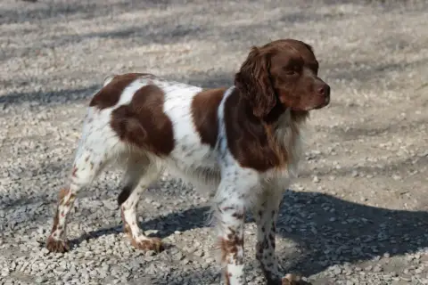 Epagneul Breton  Chiot N°1 De La Vallée De La Py photo 2