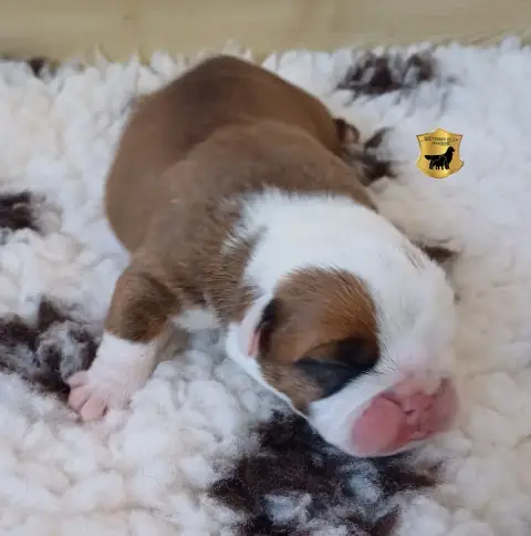 Bulldog Anglais  Boris photo 3