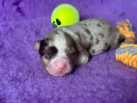 Berger Américain Miniature  Femelle Rouge Merle Du Do fda7a
