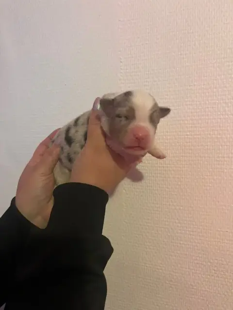 Berger Australien  Chiot N°4