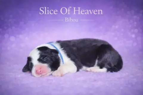 Border Collie  Bibou Slice Of Heaven photo 2