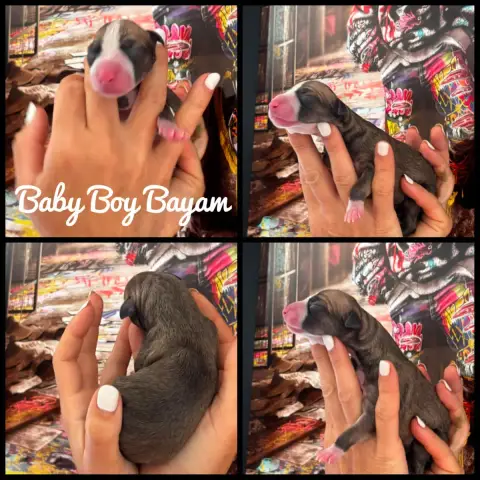 Whippet  Baby Boy Bayam Of Continuity Of Cyyl