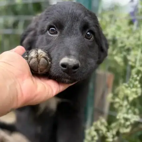 Touka Petite Chiot À L'Adoption