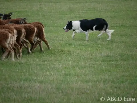 Border Collie  Blueberry House Of Fever Spirit photo 2