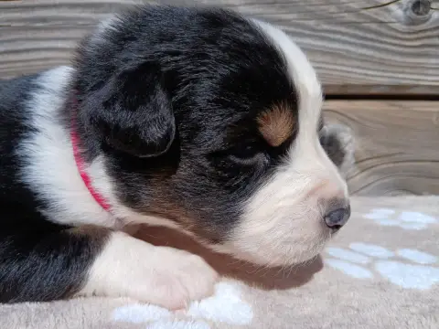 Berger Australien  Chiot photo 3