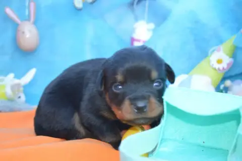 Rottweiler  Collier Orange Des Gardiens De Feu photo 2