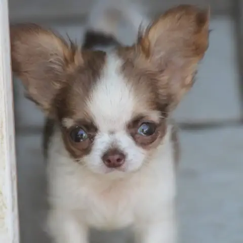 Chihuahua  Betty De L'Arche De Lolita