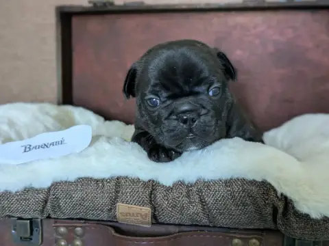 Bouledogue Français  Barnabé