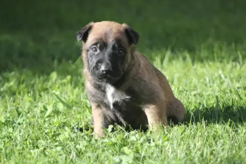 Berger Belge  Chiot 5 Des Terres D'Arès