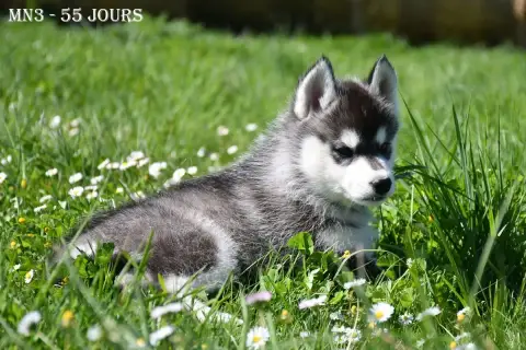 Siberian Husky  Black Idol De La Source Du Montet photo 2