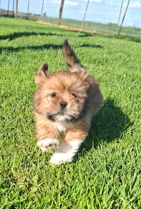 Lhassa Apso  Bambi Des Marais De Courmont
