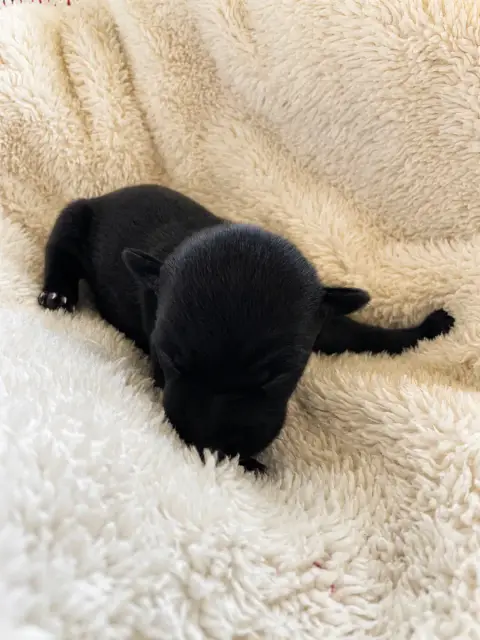 Petit Levrier Italien  Chiot 4 De La Forêt De Pont- 55654