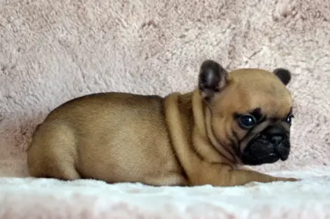 Bouledogue Français  Brooke Davis Des Loves Didi