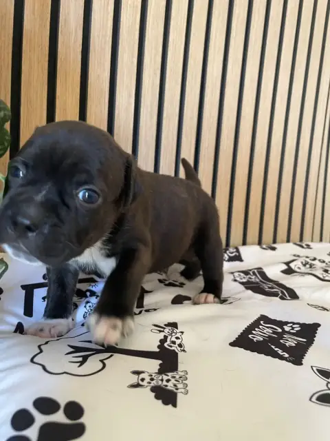 Staffordshire Bull Terrier  Chiot N°4 Of The Bubble S 3d060 photo 2
