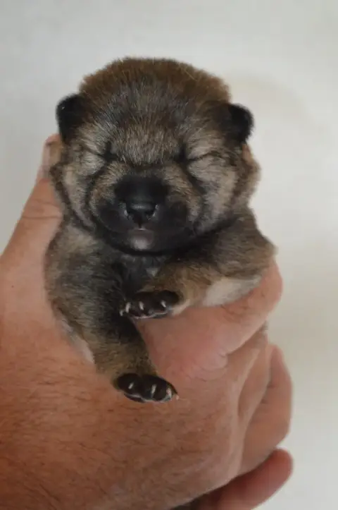 Shiba  Chiot 3 Sumidagawasou