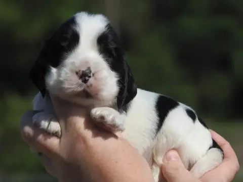 Cocker Spaniel Anglais  Mâle Noir Et Blanc Du Clos De 491a7