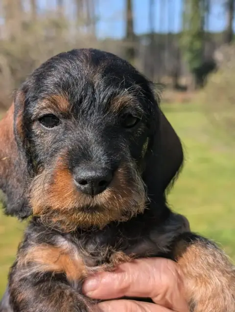 Teckel Poil Dur  Bertille Du Marais D Eulalie Du Mara 7beda