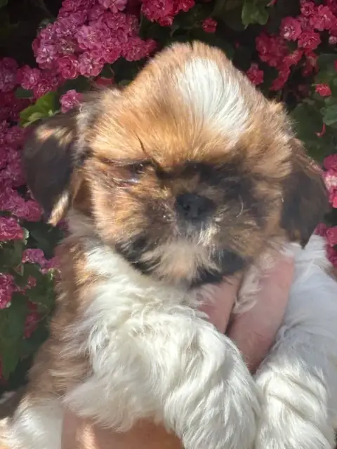 Shih Tzu  Barbouille De La Baronnerie Des Cuillerdier 6e1d5