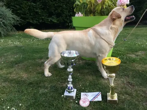 Labrador Retriever  Belford Des Gazons D'Ile De Franc f1cb8 photo 2