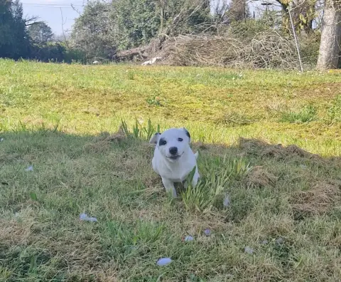 Jack Russell Terrier  Borealis Ancestors Spirits De L a21d2 photo 3