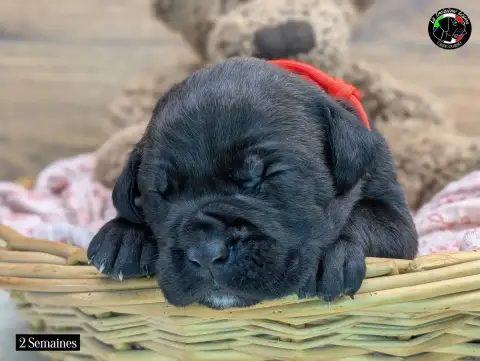 Cane Corso  Collier Orange De La Treizieme Legion photo 3