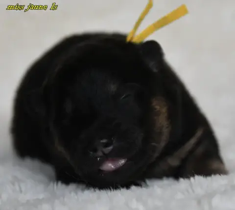 Eurasier  Chiot 1 Des Legendes De Retz photo 2