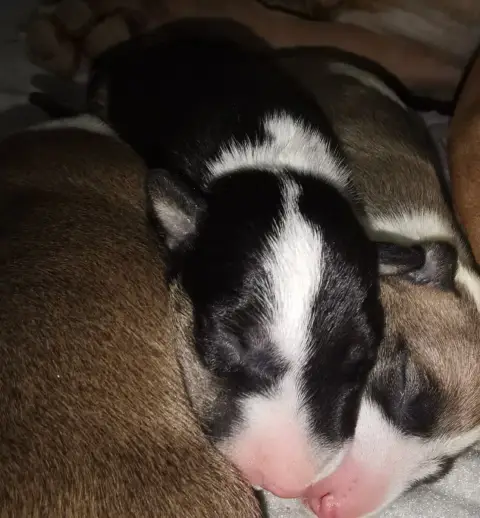 Bull Terrier  Chiot N°3 Of The Little Troublemaker photo 2
